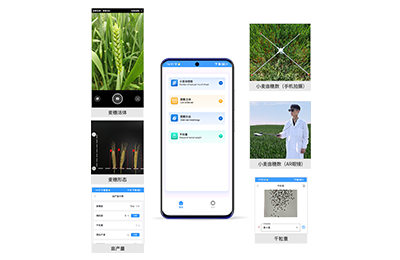 庆阳市小麦亩穗数分析仪IN-XM02